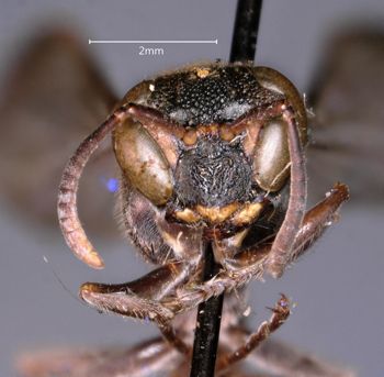 Media type: image;   Entomology 36006 Aspect: head frontal view